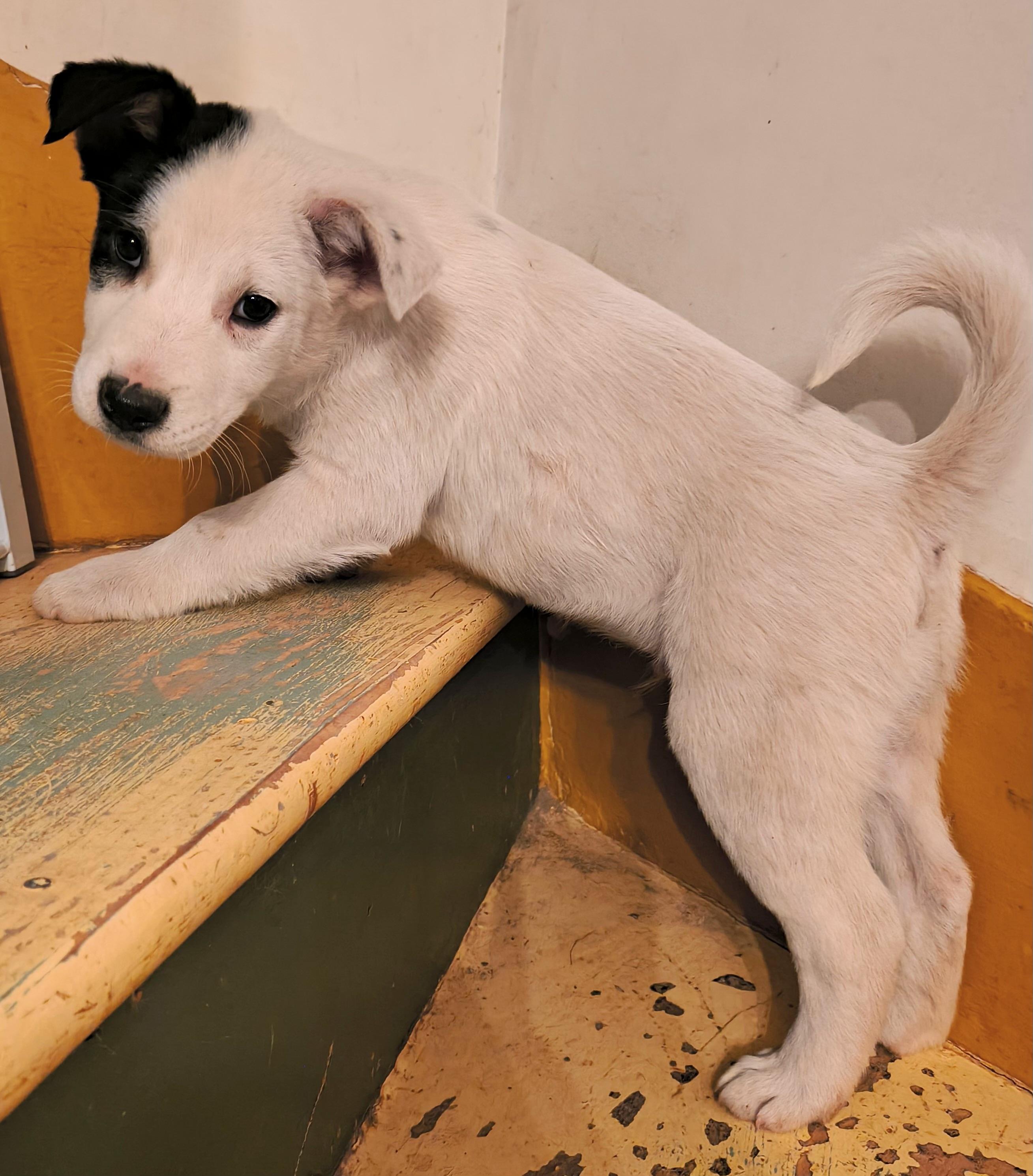 Enlarge Franklin, an adopted mixed breed in Philadelphia, PA image 2/4