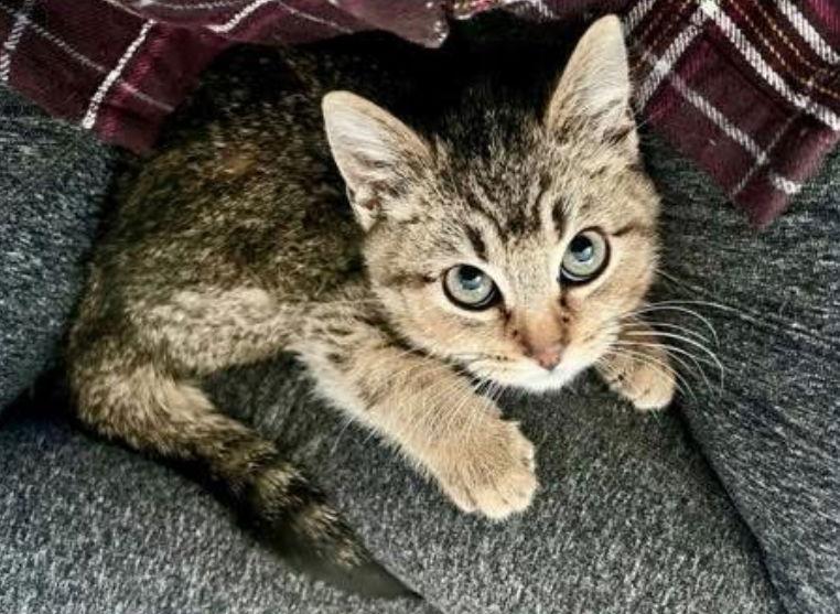 Pacifica, Adoptable, Young Female Domestic Short Hair.