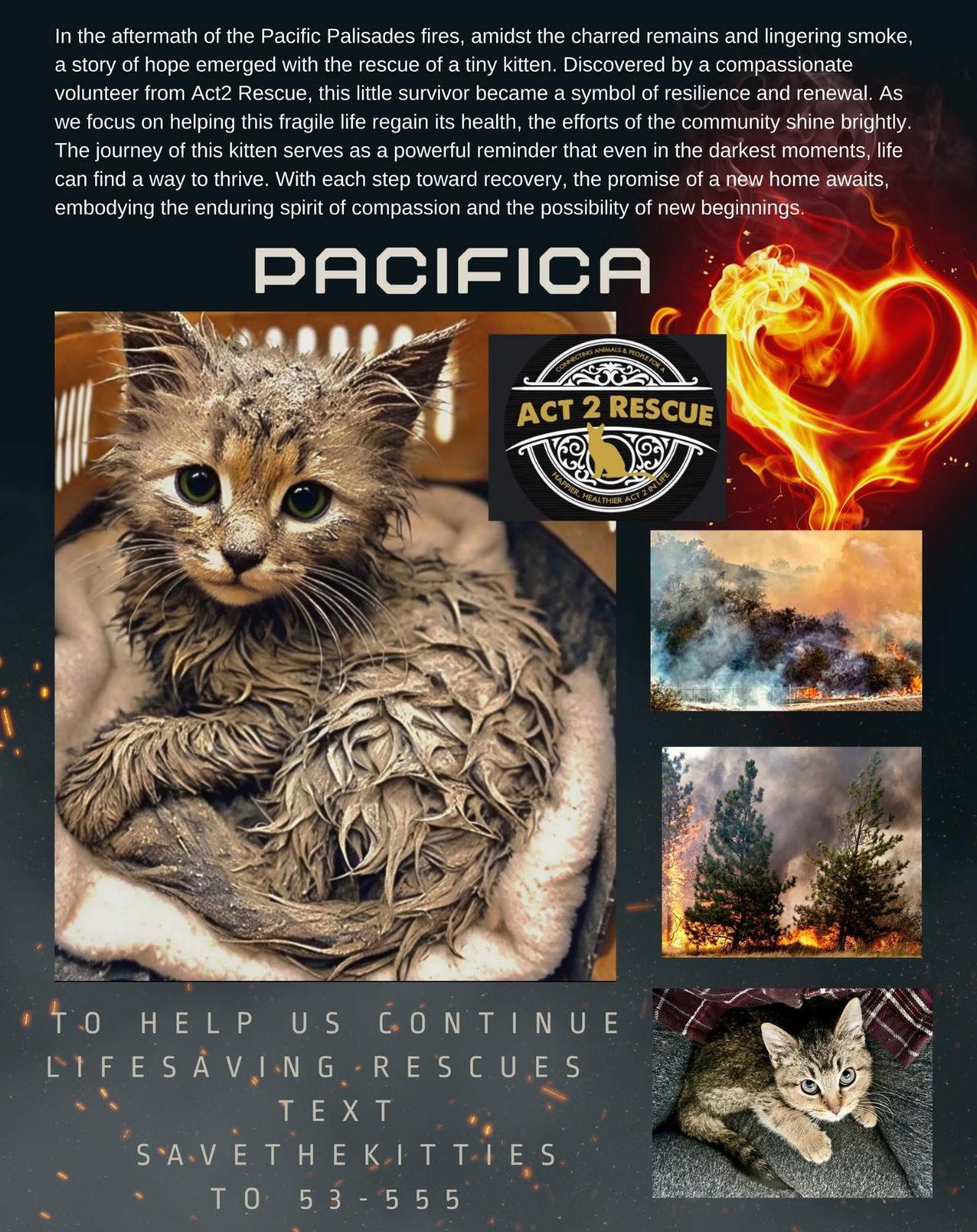 Pacifica, a Adoptable Domestic Short Hair in Riverside, CA image 2/2