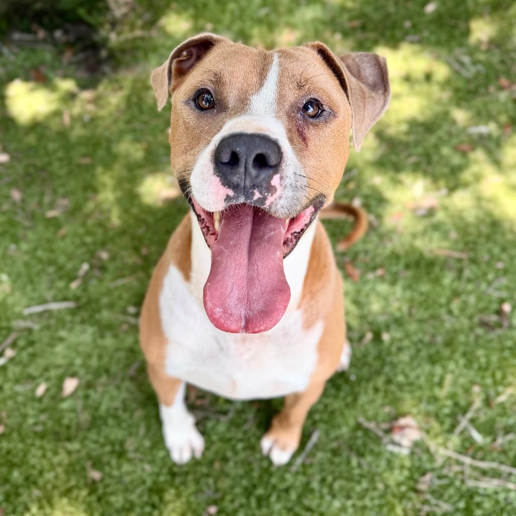 Enlarge Rusty, a Adoptable Mixed Breed in Milton, FL image 1/1