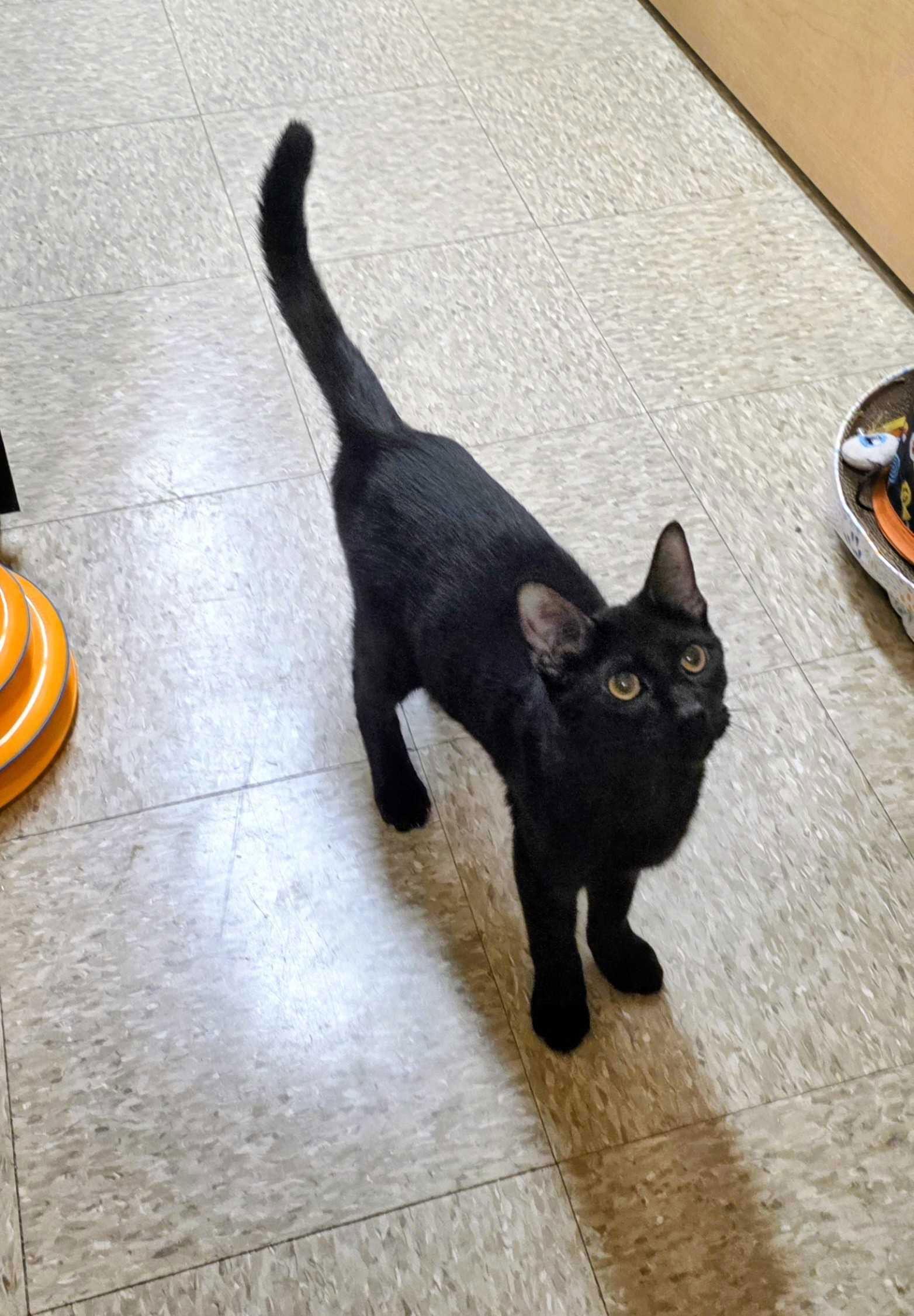 Enlarge Astro, a Adopted Domestic Short Hair in Rowlett, TX image 1/3