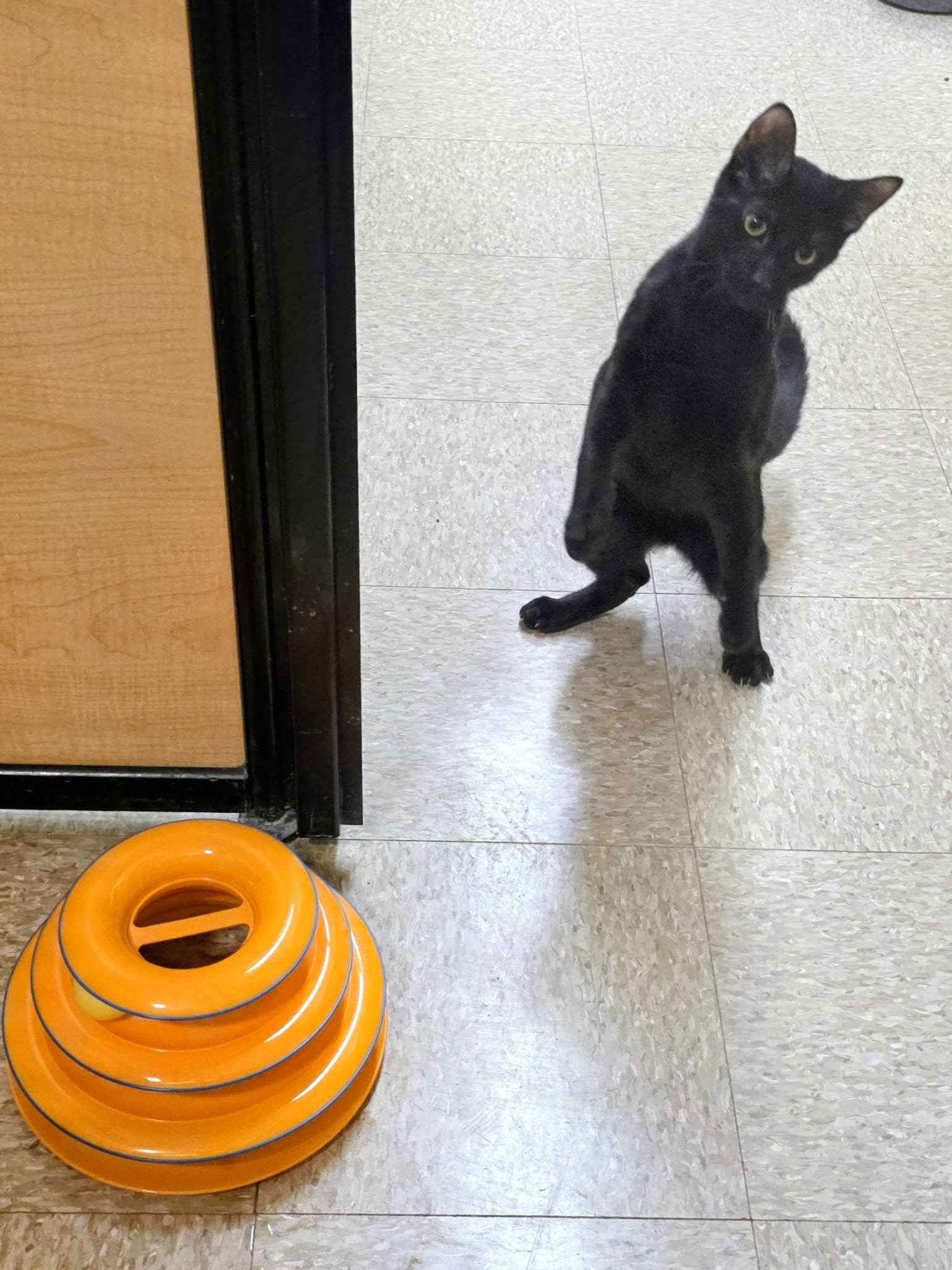 Enlarge Astro, a Adopted Domestic Short Hair in Rowlett, TX image 2/3