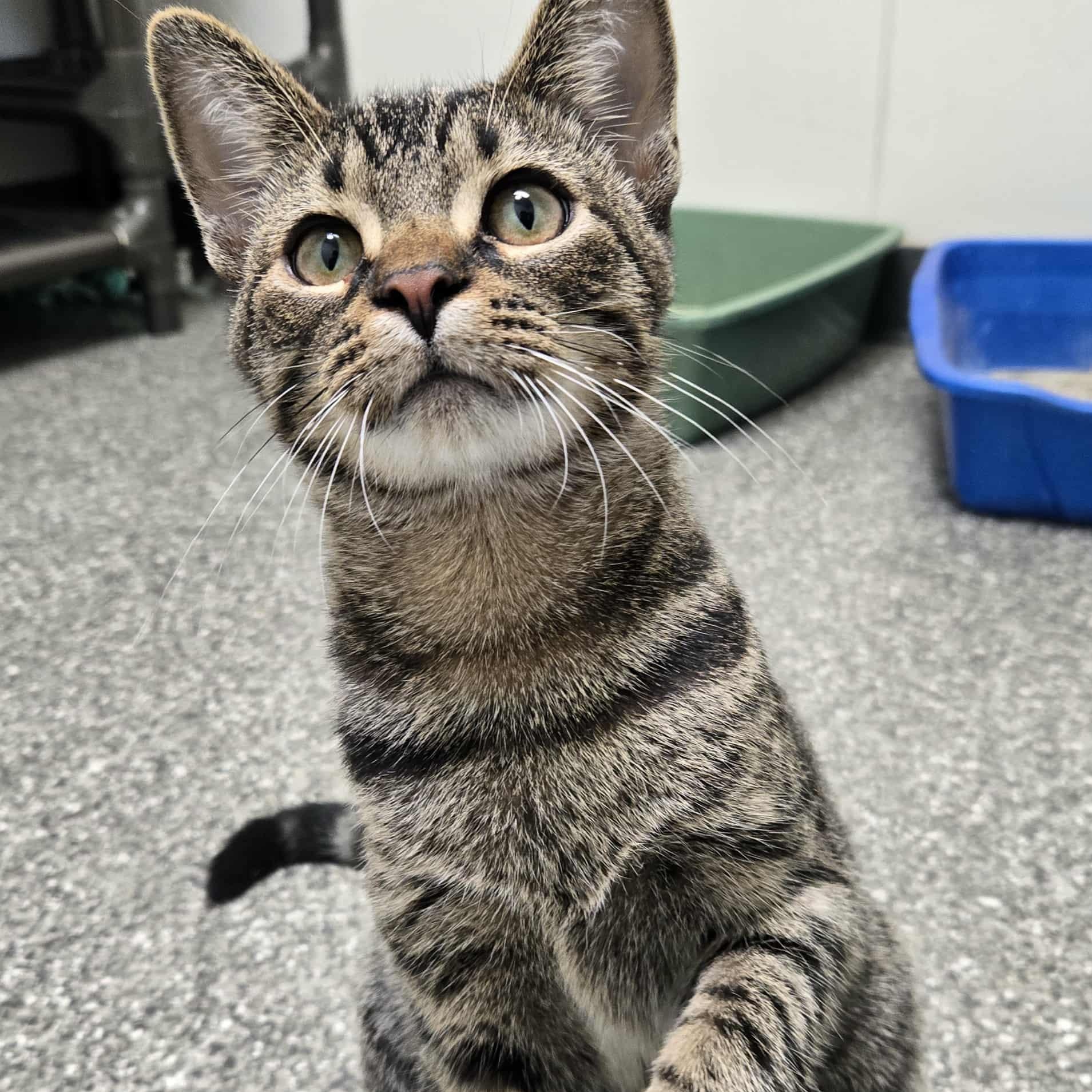 Captain Lucky, a Adoptable Domestic Short Hair in Watertown, WI image 1/5