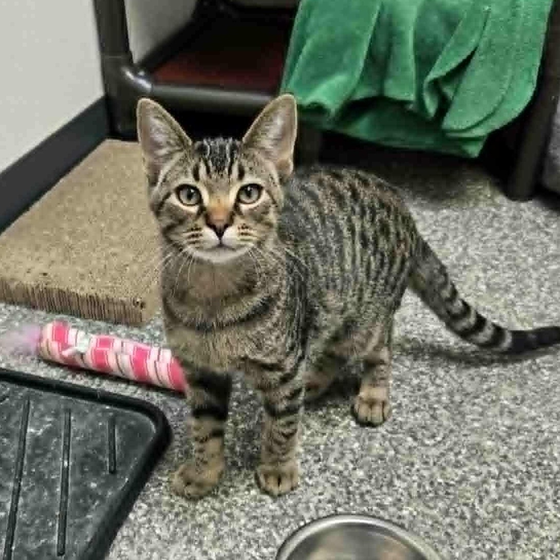 Captain Lucky, a Adoptable Domestic Short Hair in Watertown, WI image 4/5
