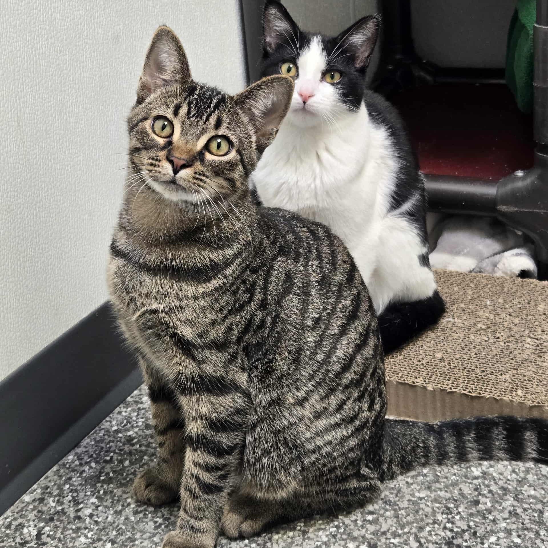 Captain Lucky, a Adoptable Domestic Short Hair in Watertown, WI image 3/5