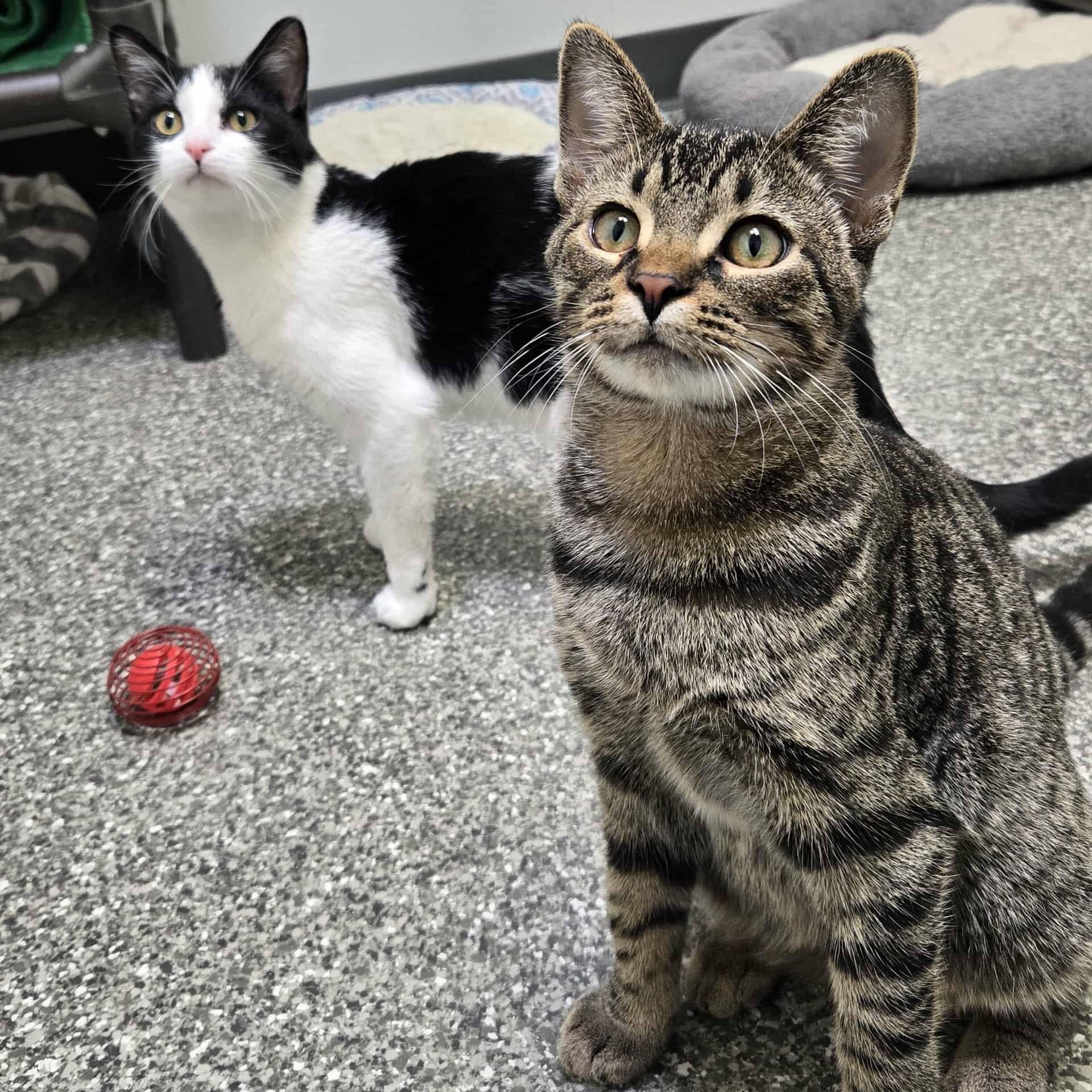 Captain Lucky, a Adoptable Domestic Short Hair in Watertown, WI image 2/5