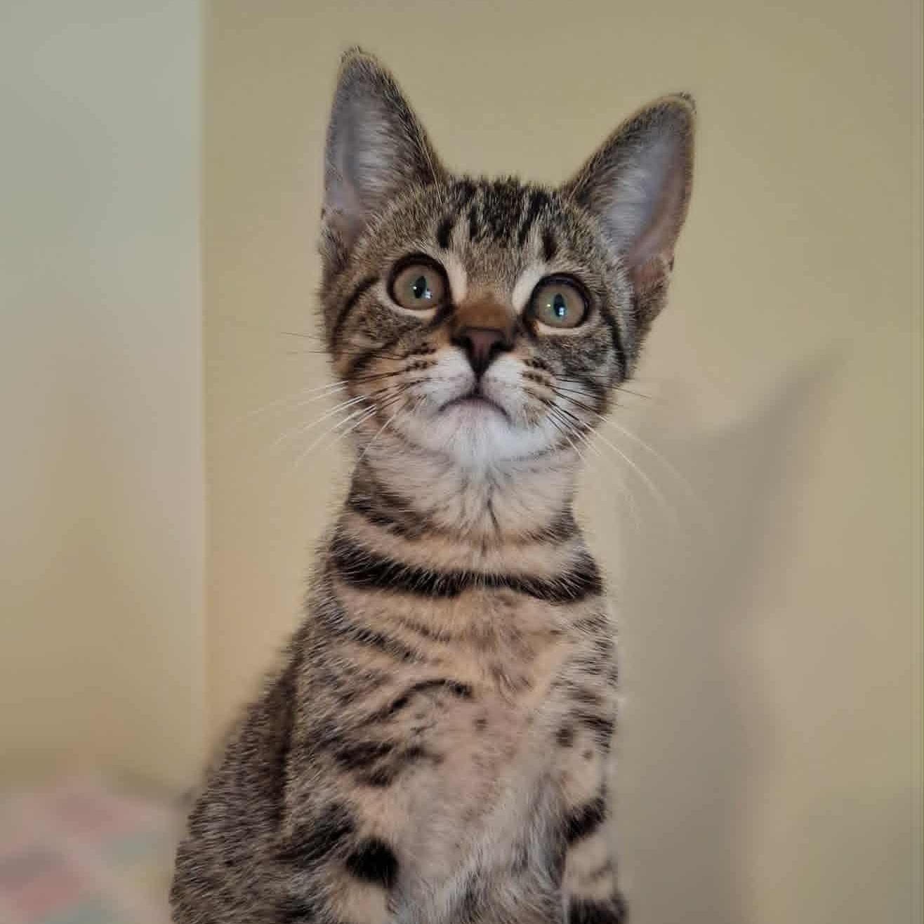 Captain Lucky, a Adoptable Domestic Short Hair in Watertown, WI image 5/5