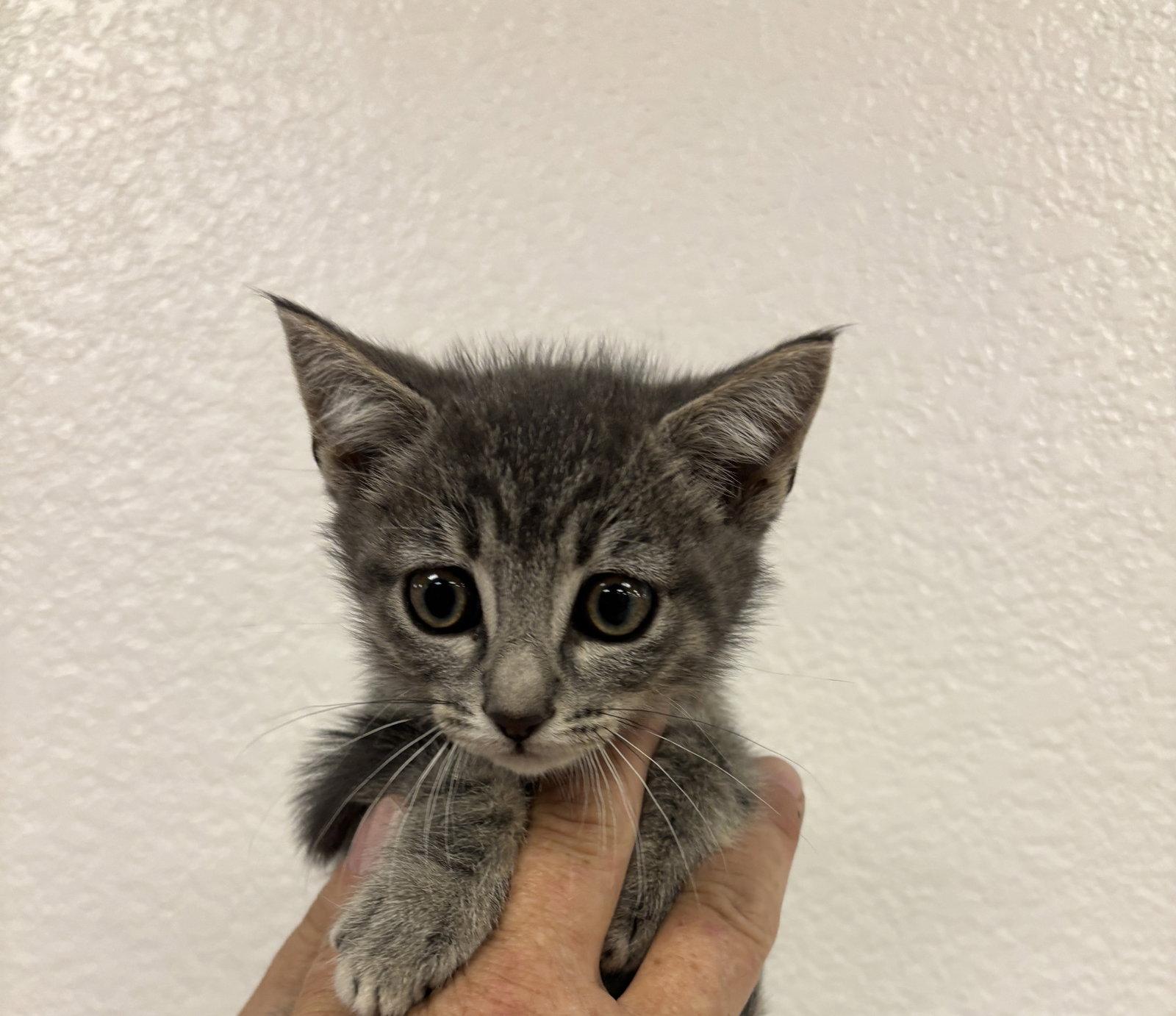 Gonzo (BC), Adoptable, Kitten Male Tabby.