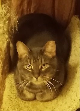 Enlarge Rigby (& Hemsworth) URGENT - FOSTER NEEDED!, a Adoptable mixed breed in Cookeville, TN image 8/12