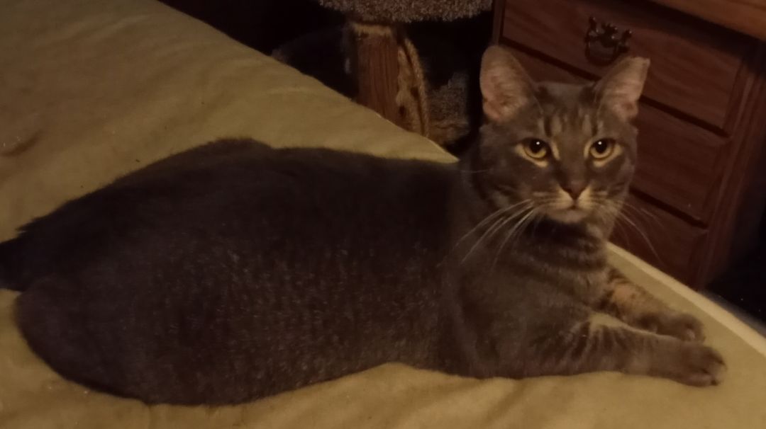 Rigby (& Hemsworth) URGENT - FOSTER NEEDED!, Adoptable, Adult Male Domestic Short Hair & Tabby.