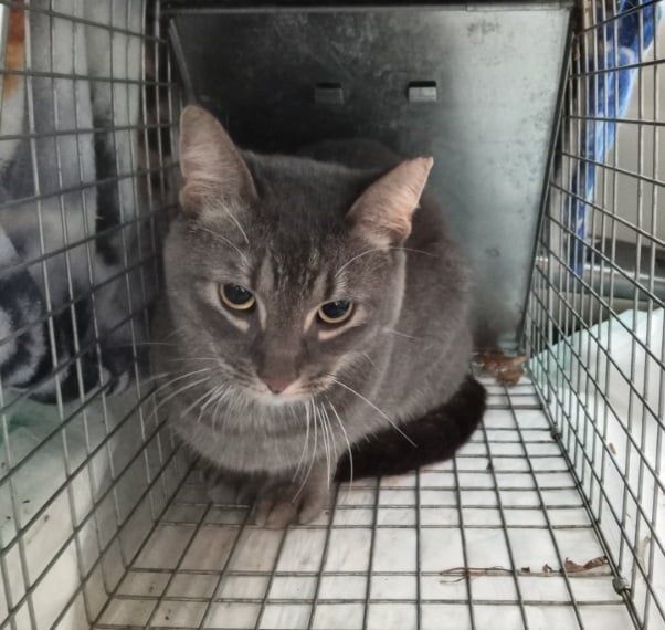 Rigby (& Hemsworth) URGENT - FOSTER NEEDED!, an adoptable Domestic Short Hair, Tabby in Cookeville, TN, 38506 | Photo Image 6