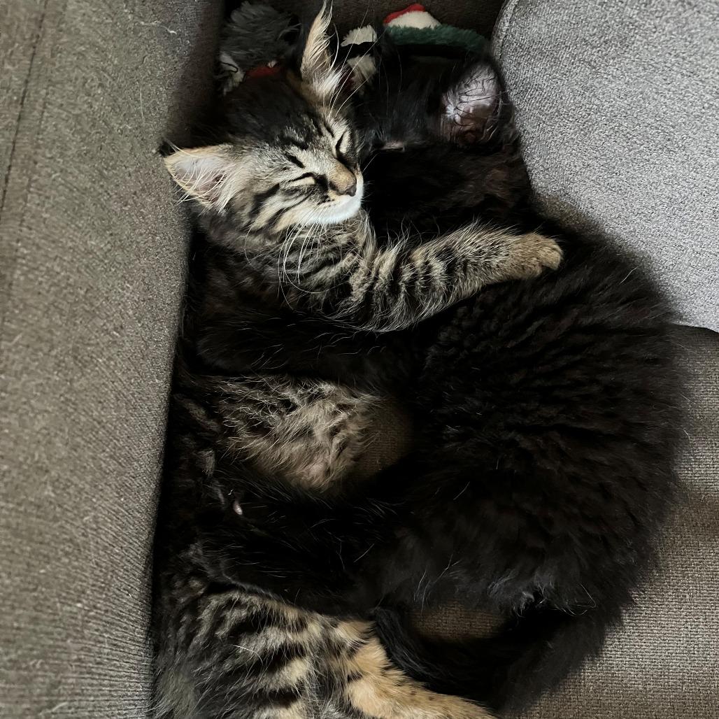 Stormy (bonded to Sasha), Adoptable, Kitten Male Domestic Long Hair.