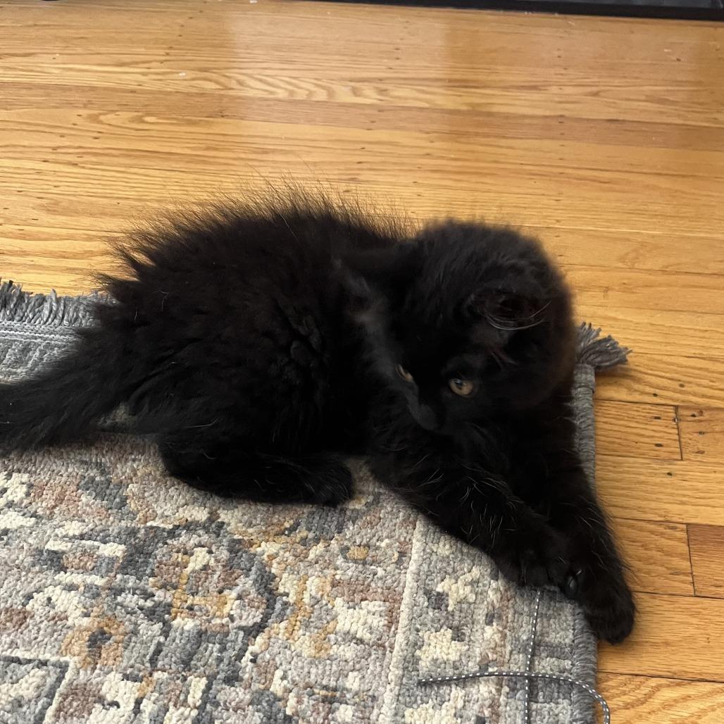 Stormy (bonded to Sasha), a Adoptable Domestic Long Hair in Santa Rosa, CA image 2/5