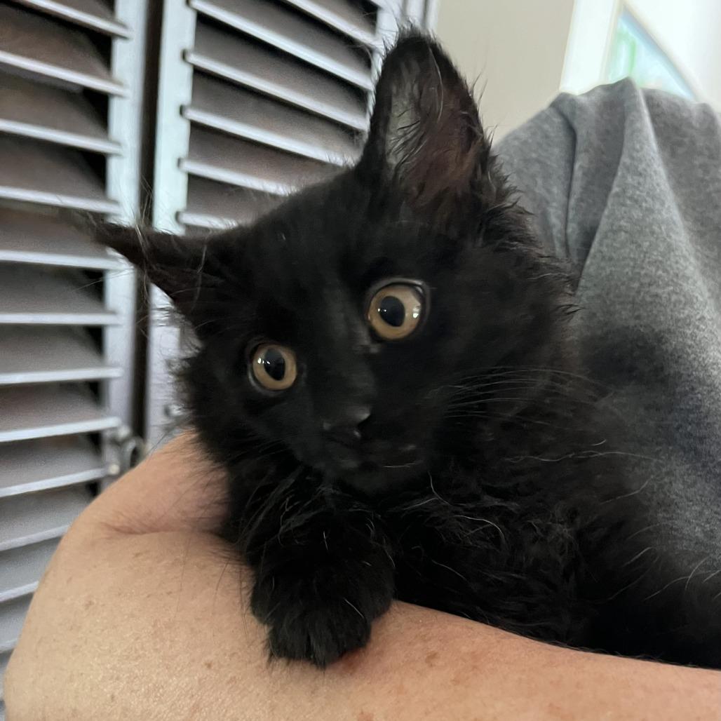 Stormy (bonded to Sasha), a Adoptable Domestic Long Hair in Santa Rosa, CA image 3/5