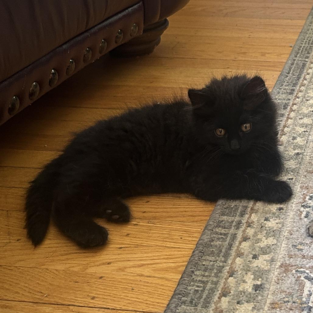 Stormy (bonded to Sasha), a Adoptable Domestic Long Hair in Santa Rosa, CA image 4/5