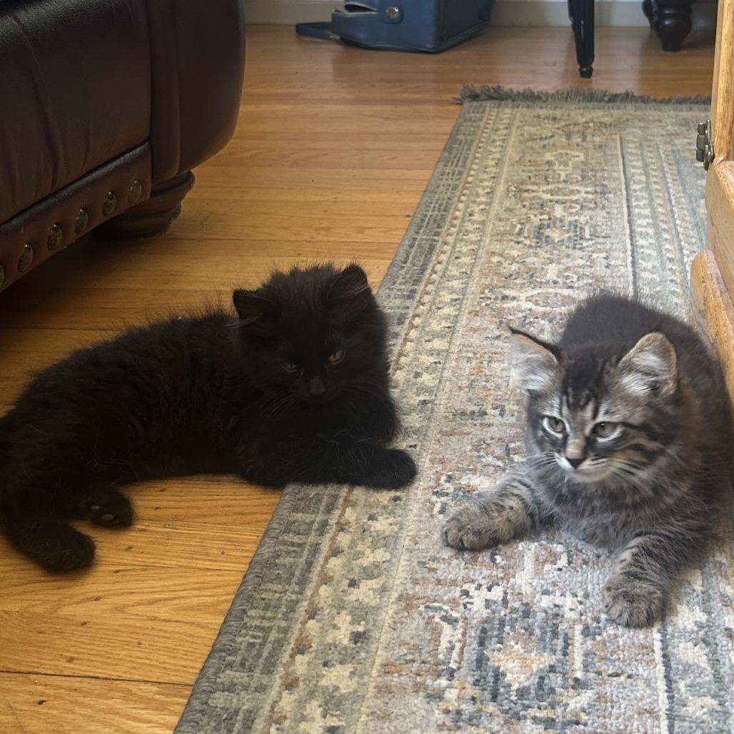 Stormy (bonded to Sasha), a Adoptable Domestic Long Hair in Santa Rosa, CA image 5/5