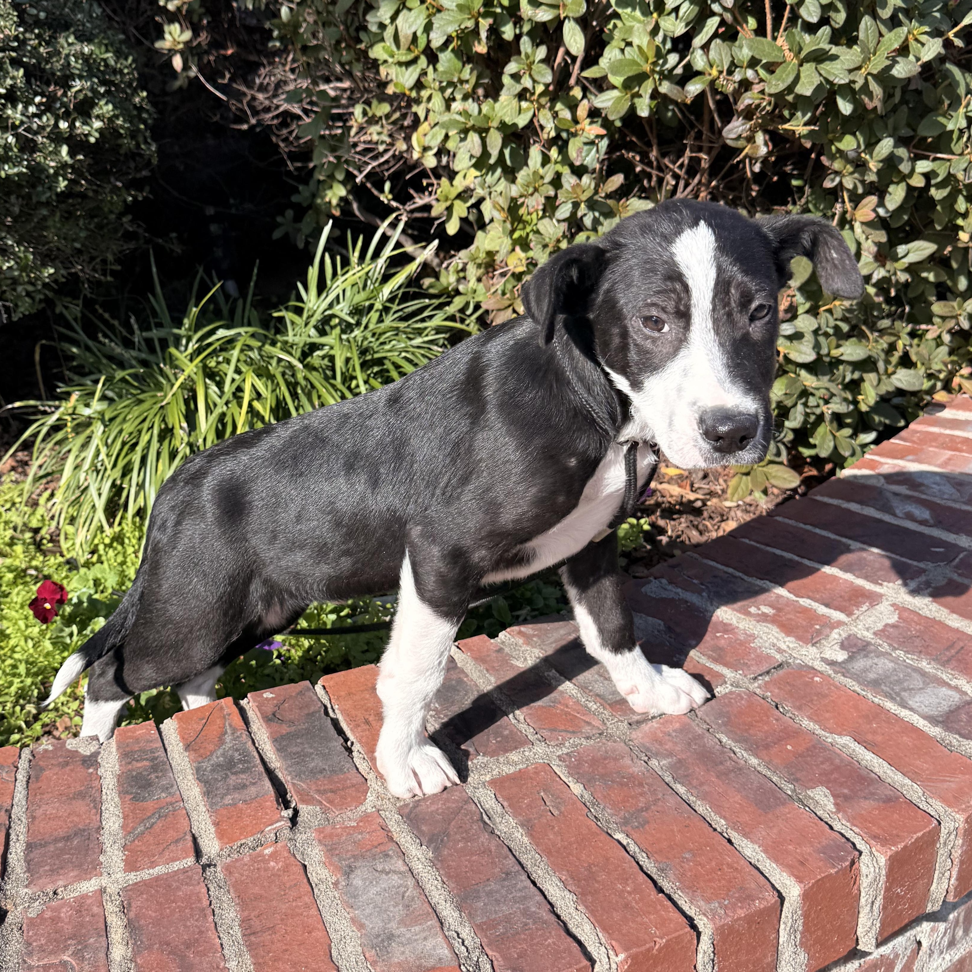 Enlarge Jett, a Adoptable mixed breed in Bloomington, IL image 6/6