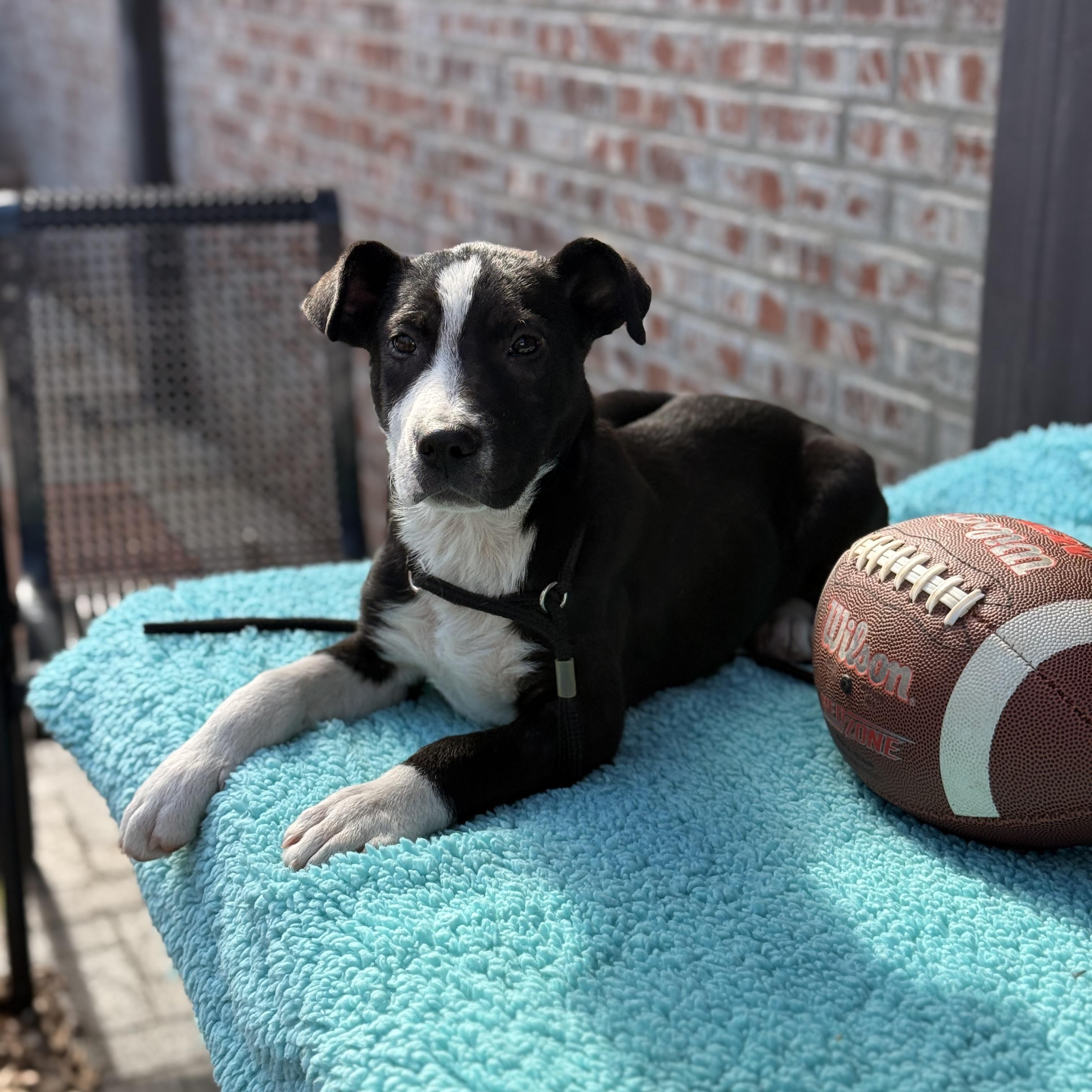 Enlarge Jett, a Adoptable mixed breed in Bloomington, IL image 3/6