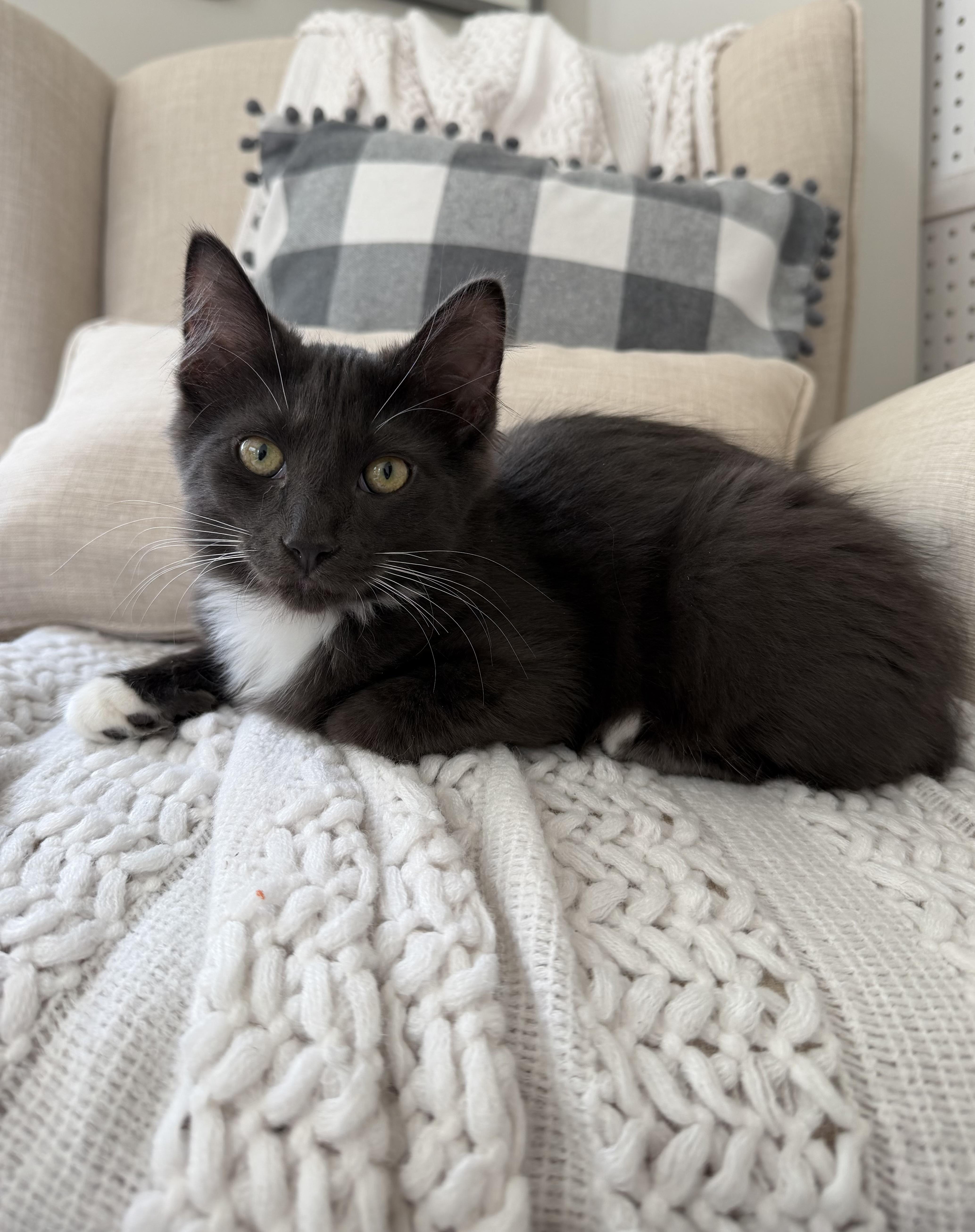 Teddy, a ADOPTABLE Domestic Long Hair in Copley, OH image 4/4