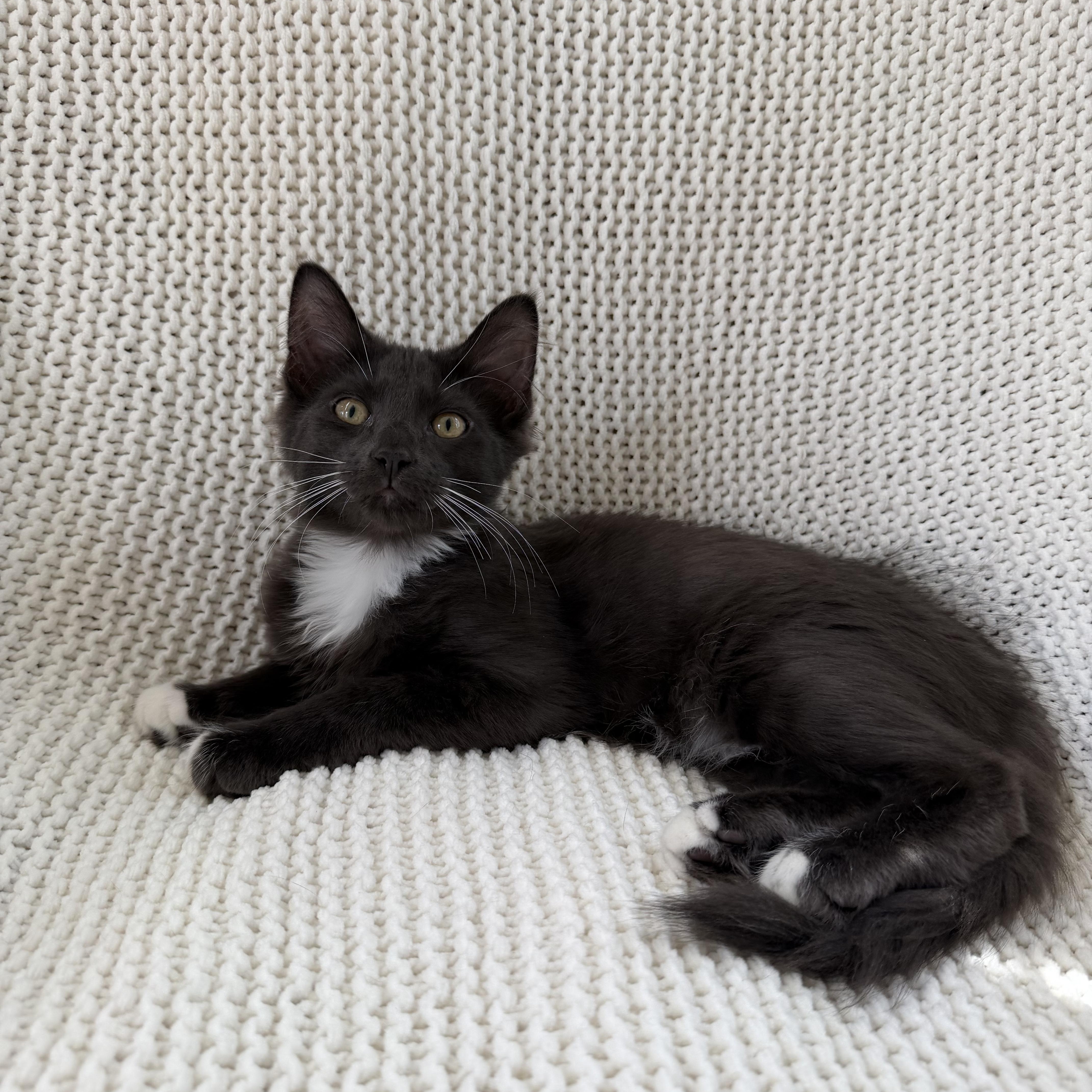 Teddy, a ADOPTABLE Domestic Long Hair in Copley, OH image 2/4