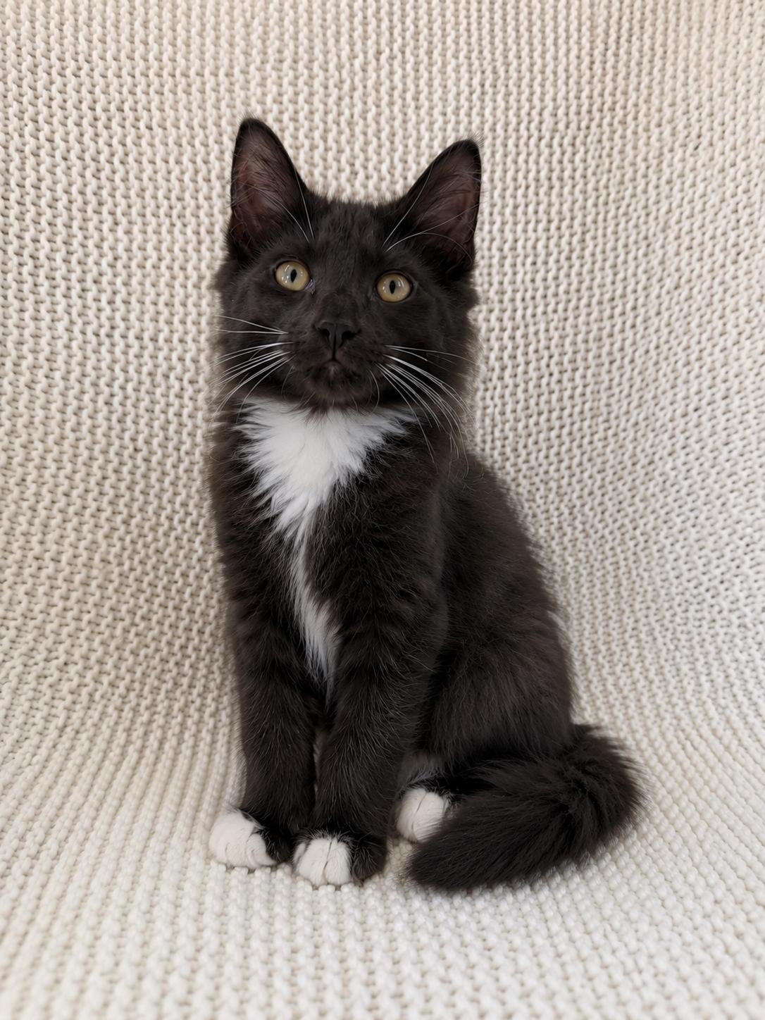 Teddy, ADOPTABLE, Kitten Male Domestic Long Hair.