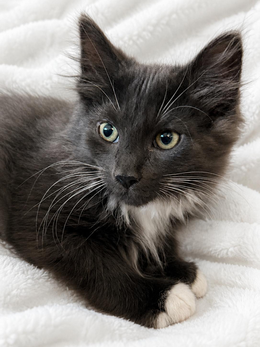 Teddy, a ADOPTABLE Domestic Long Hair in Copley, OH image 3/4