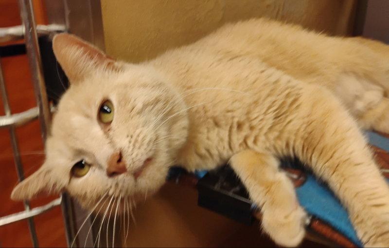 Babycakes, Adoptable, Young Female Domestic Short Hair & Tabby.