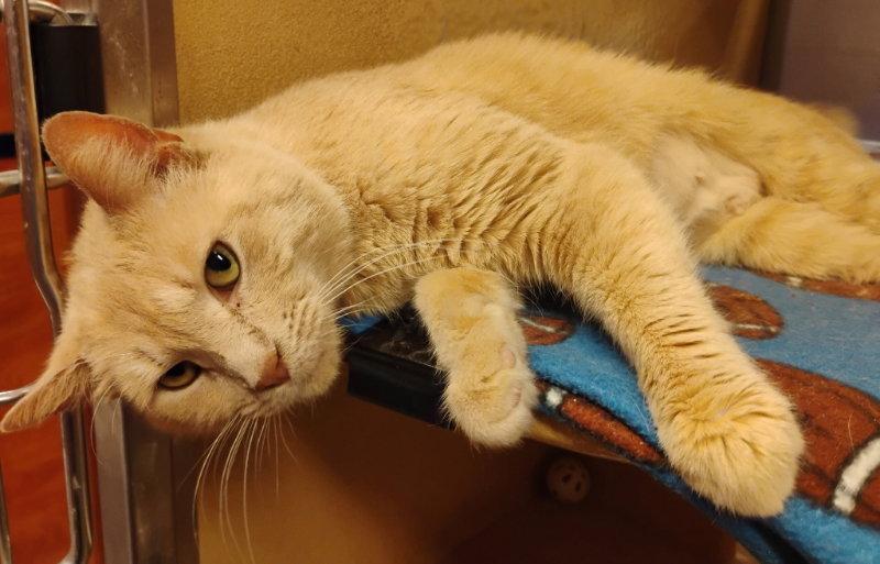 Enlarge Babycakes, a Adoptable mixed breed in Niles, MI image 2/3
