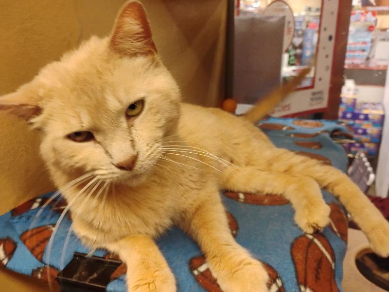 Enlarge Babycakes, a Adoptable mixed breed in Niles, MI image 3/3