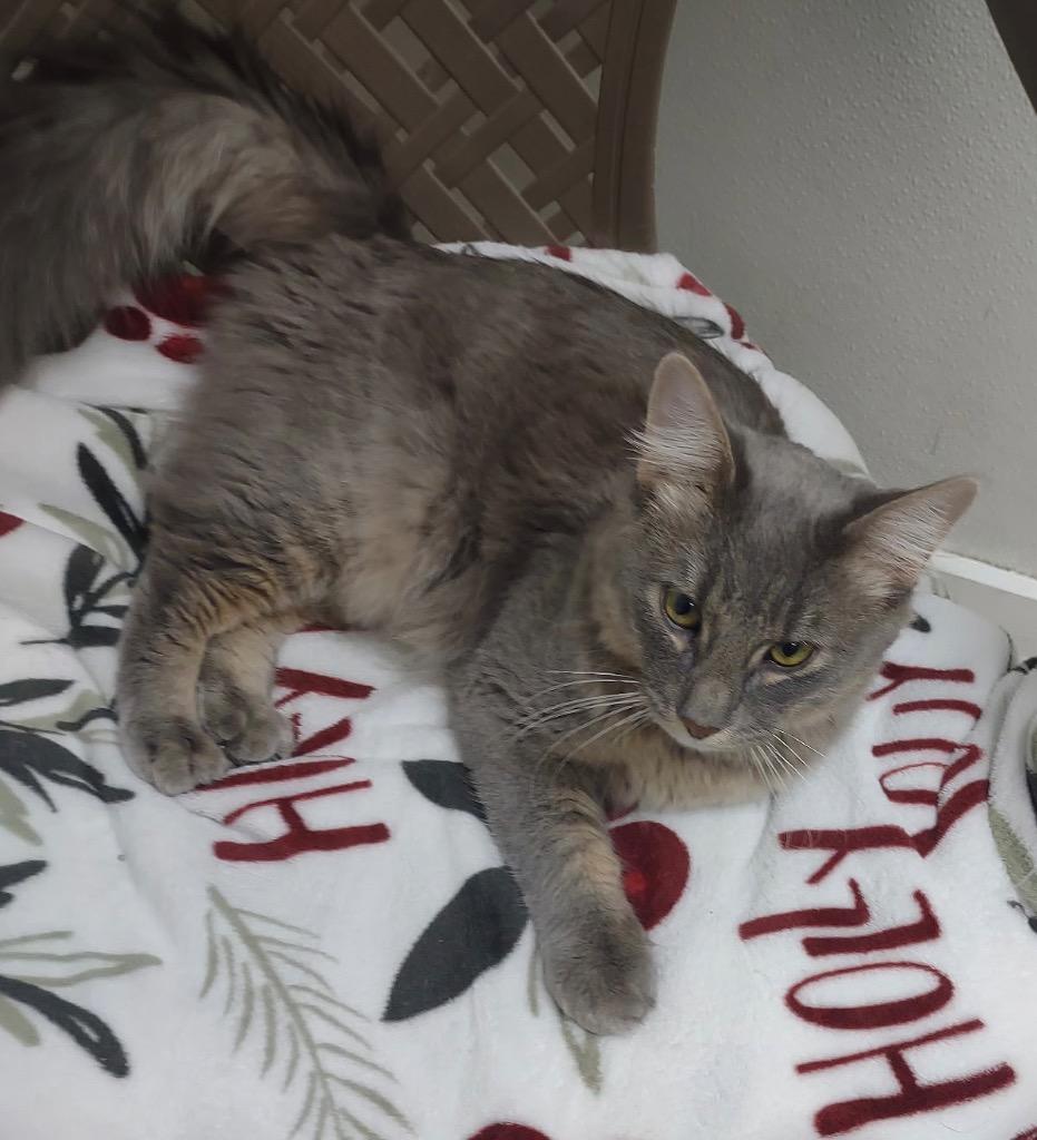 William, Adoptable, Young Male Domestic Medium Hair.