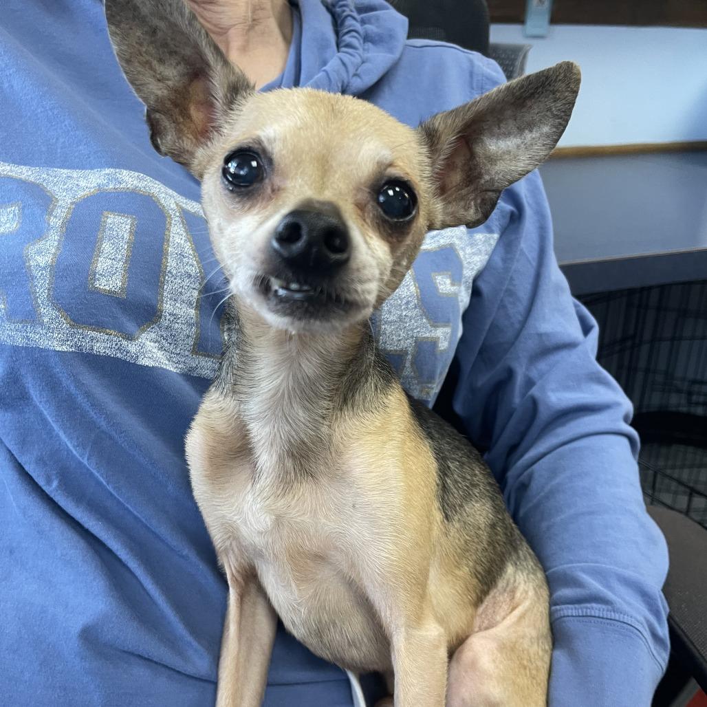 Enlarge Versace, a Adoptable Chihuahua in Shawnee, KS image 1/2