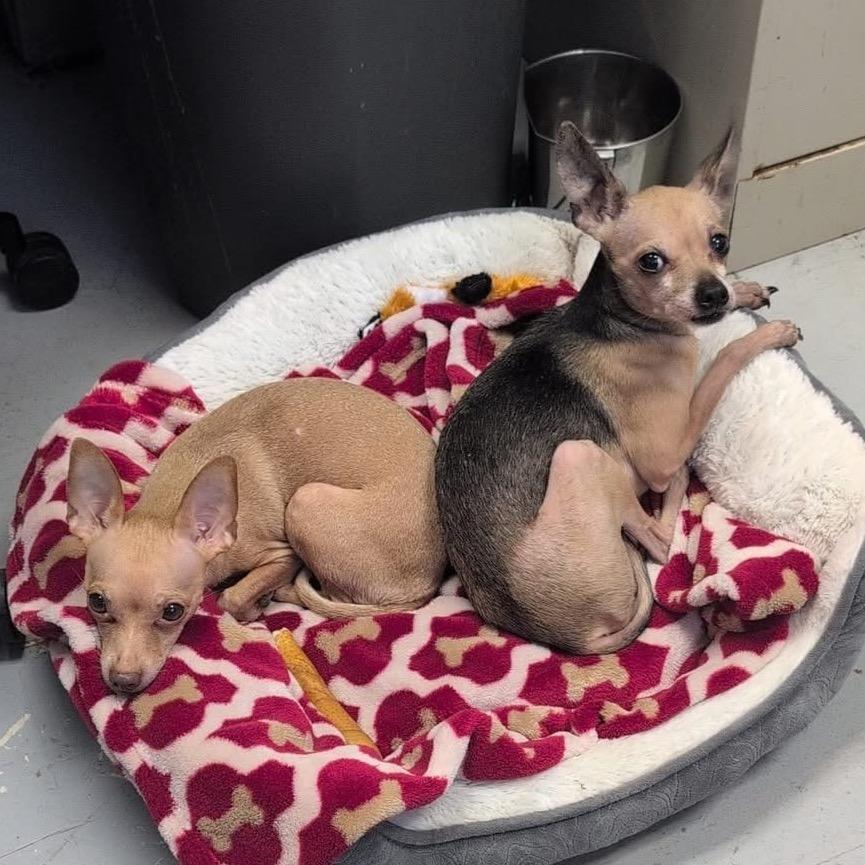 Enlarge Versace, a Adoptable Chihuahua in Shawnee, KS image 2/2