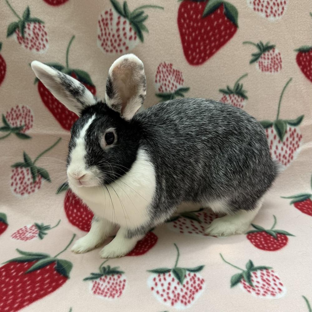 Lurleen (Bonded to Flour) photo