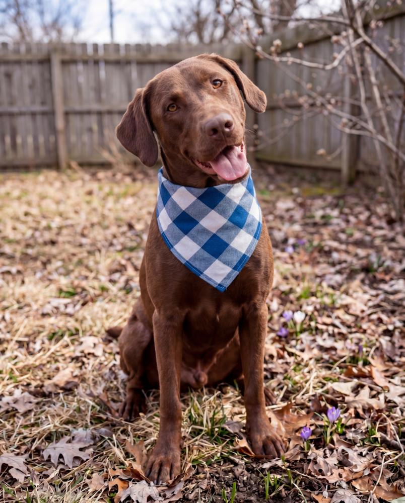 Enlarge Buddy, a Adoptable Labrador Retriever in Crown Point, IN image 1/5