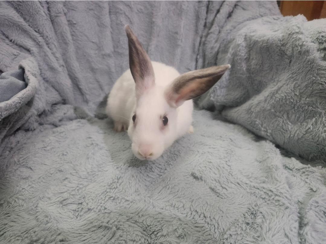 Cookie Dough, Adoptable, Young Female American.