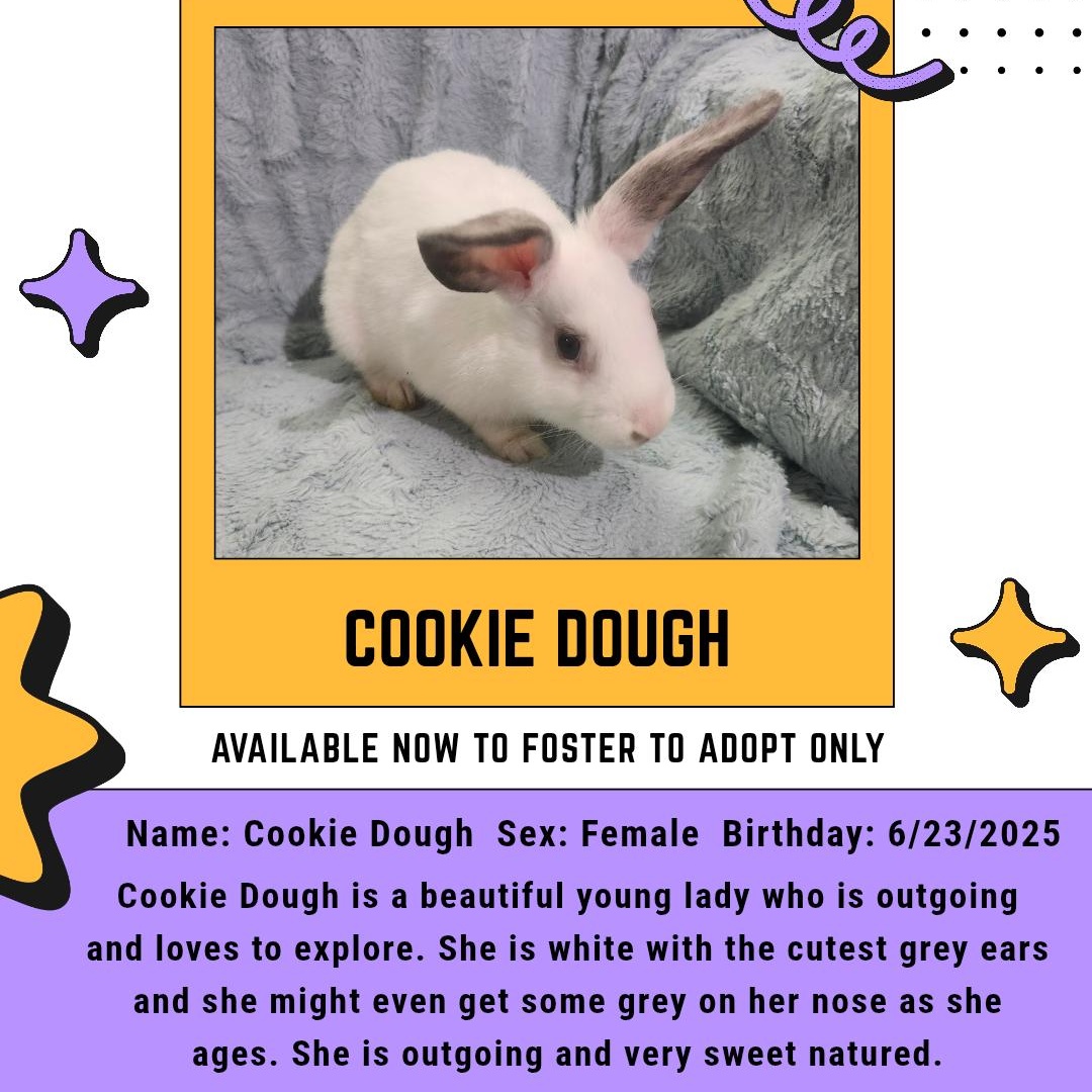 Enlarge Cookie Dough, a Adoptable American in West Chester, OH image 1/1