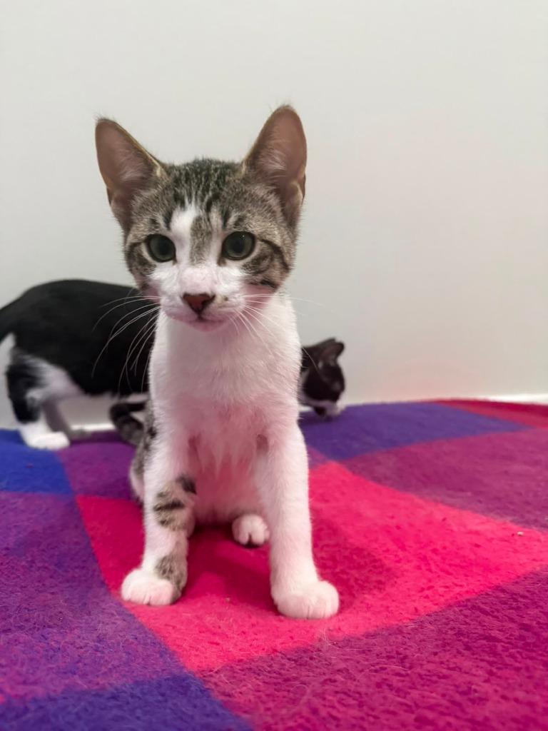 Snowball, Adoptable, Kitten Male Domestic Short Hair.