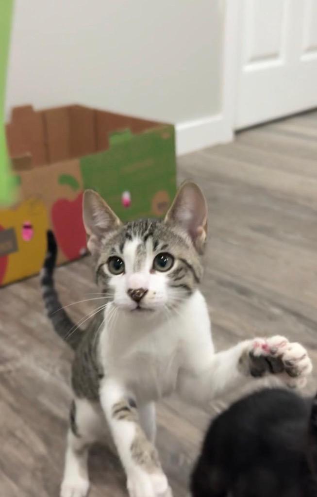 Enlarge Snowball, a Adoptable mixed breed in Calgary, AB image 3/3