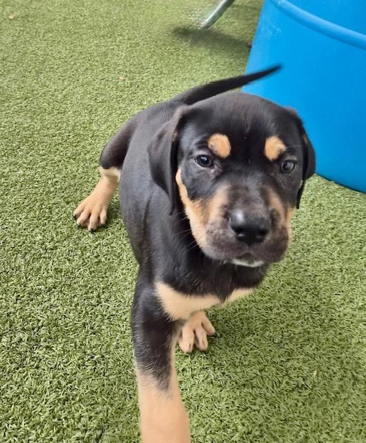 Enlarge Milo, a ADOPTABLE Mountain Cur in Winter Haven, FL image 1/1