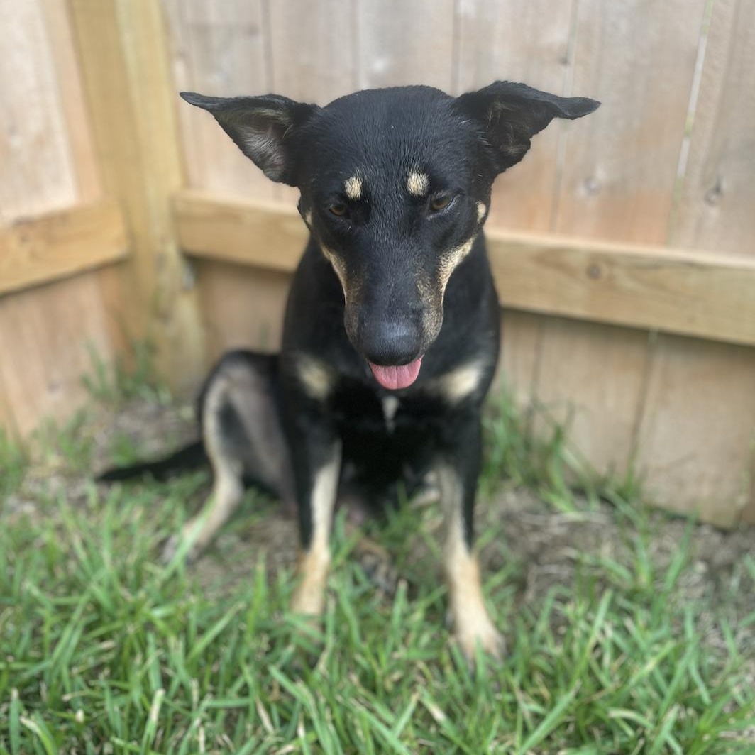 Enlarge Ghirardelli, a Adoptable mixed breed in Binghamton, NY image 4/6