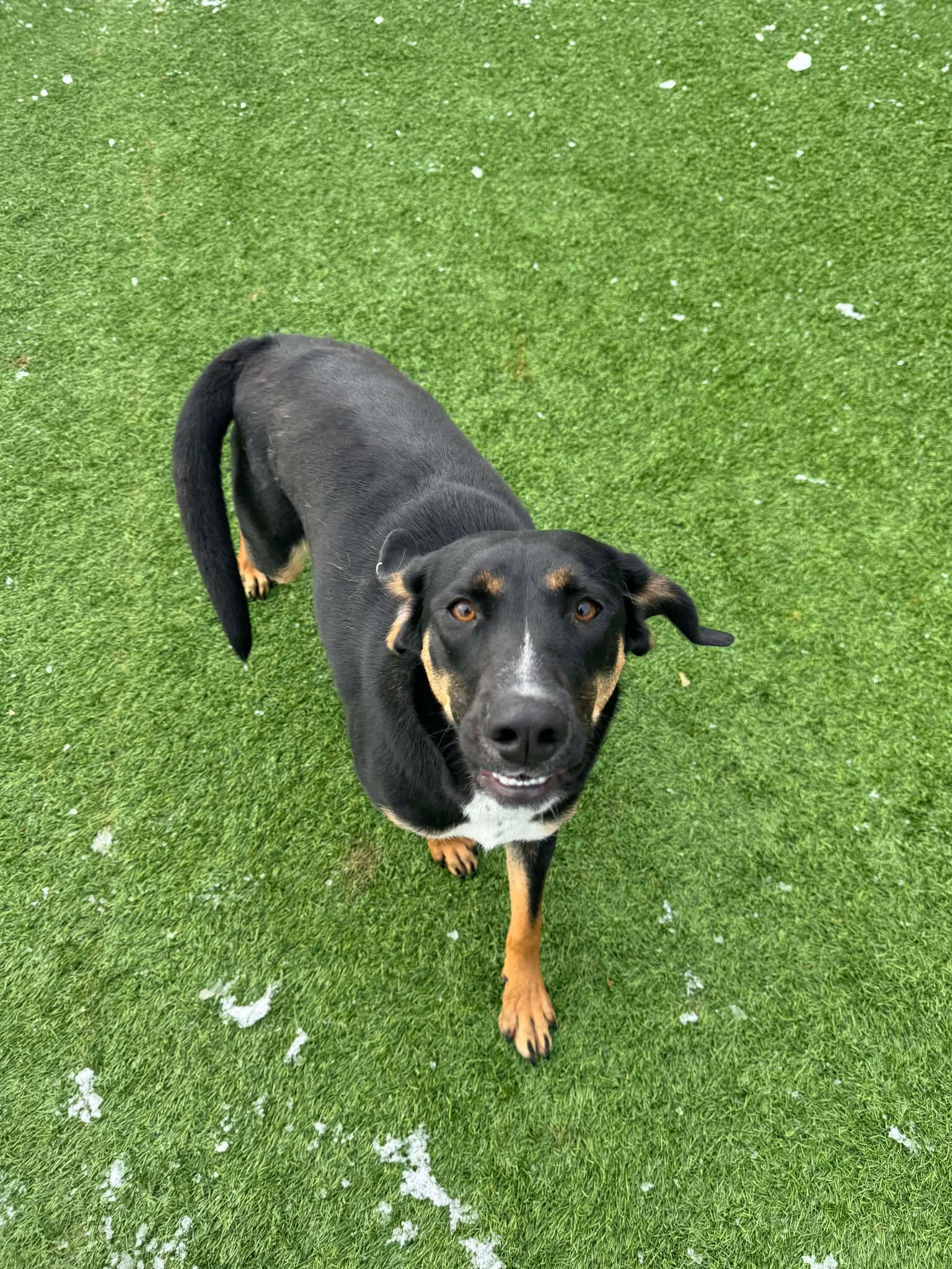 Enlarge Madeline Polly, an adopted mixed breed in Richmond, KY image 1/4