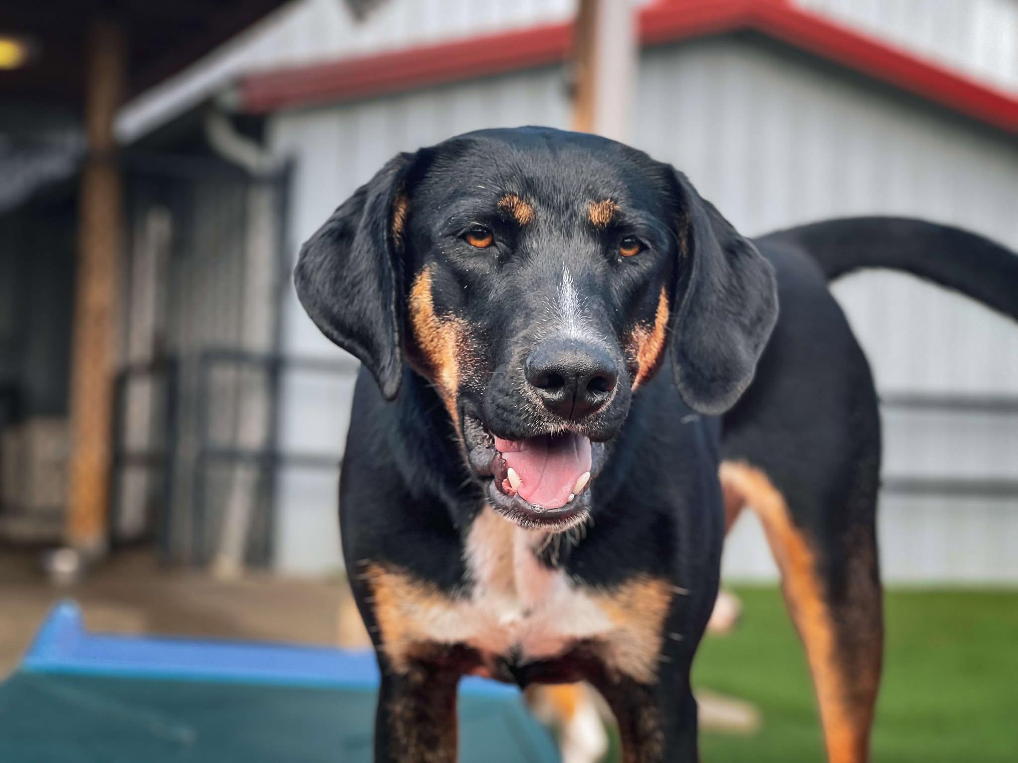 Enlarge Madeline Polly, an adopted mixed breed in Richmond, KY image 2/4