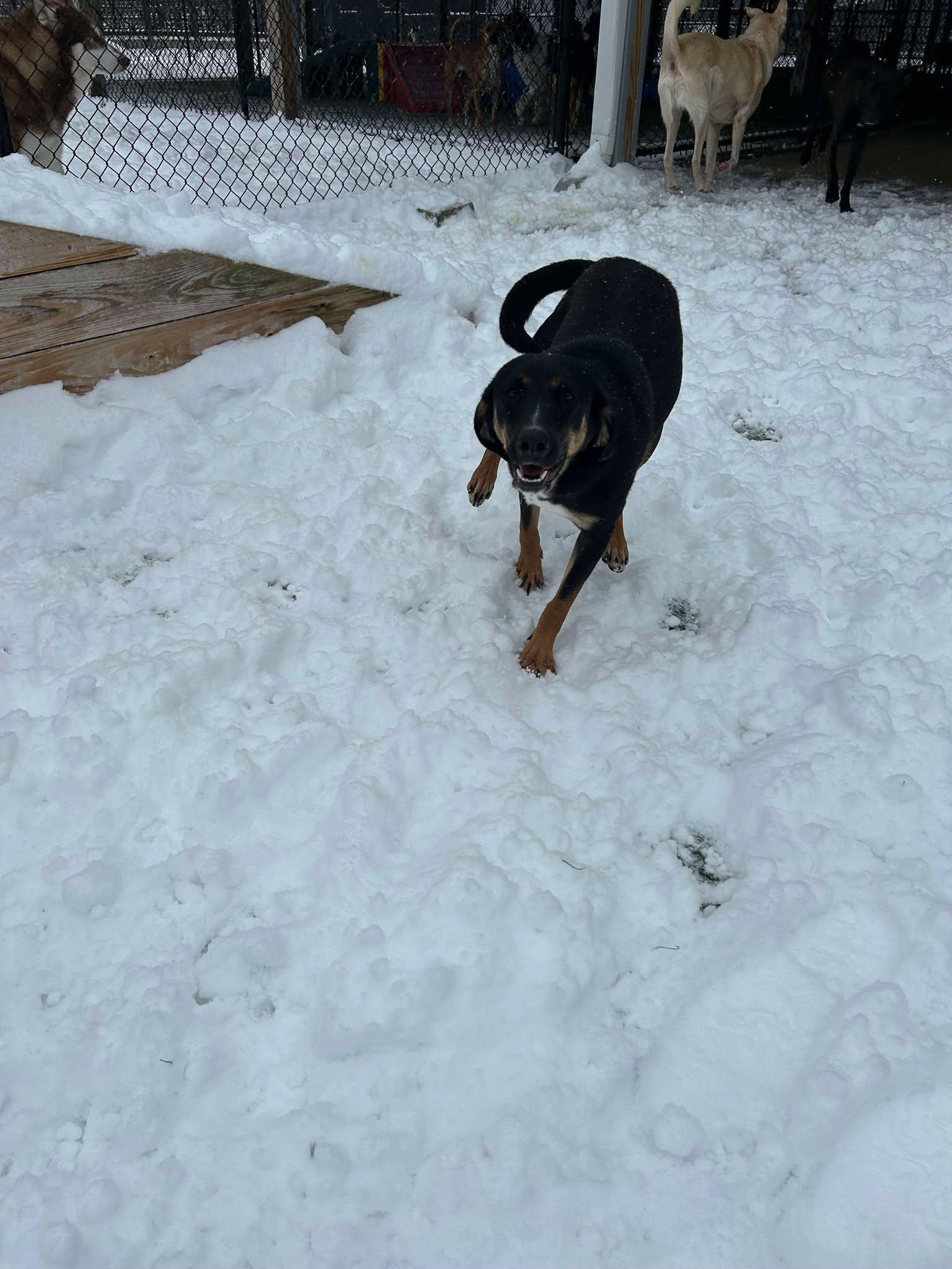 Enlarge Madeline Polly, an adopted mixed breed in Richmond, KY image 3/4
