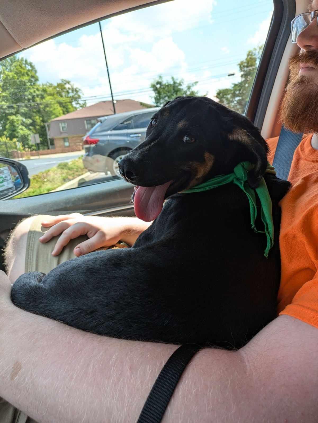 Enlarge Madeline Polly, an adopted mixed breed in Richmond, KY image 4/4