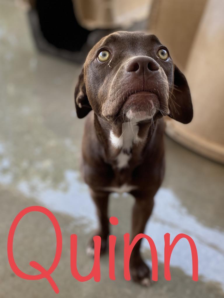 Enlarge Quinn, a Adoptable mixed breed in Big Spring, TX image 1/4