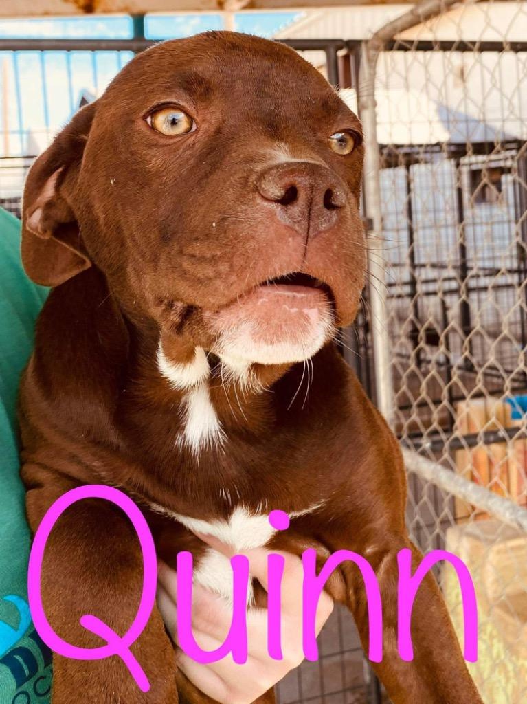 Enlarge Quinn, a Adoptable mixed breed in Big Spring, TX image 2/4