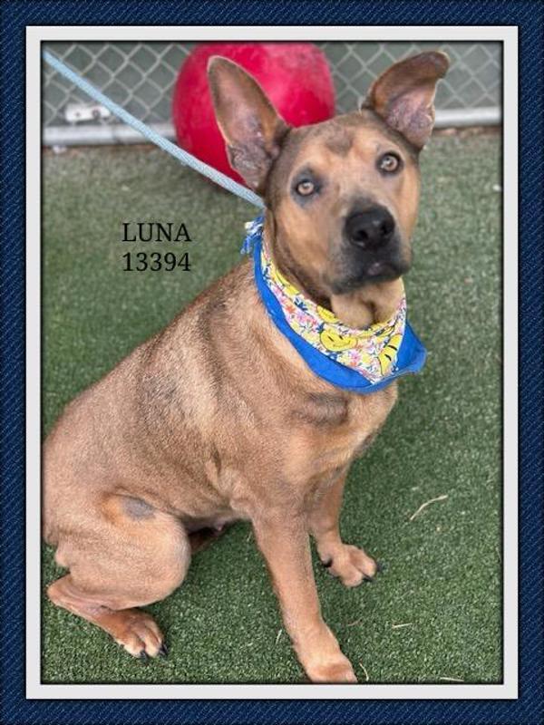 Luna(22), Adoptable, Adult Female Shepherd & Labrador Retriever.