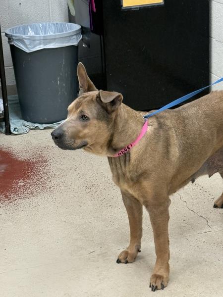 Luna(22), a Adoptable mixed breed in Marietta, GA image 2/2