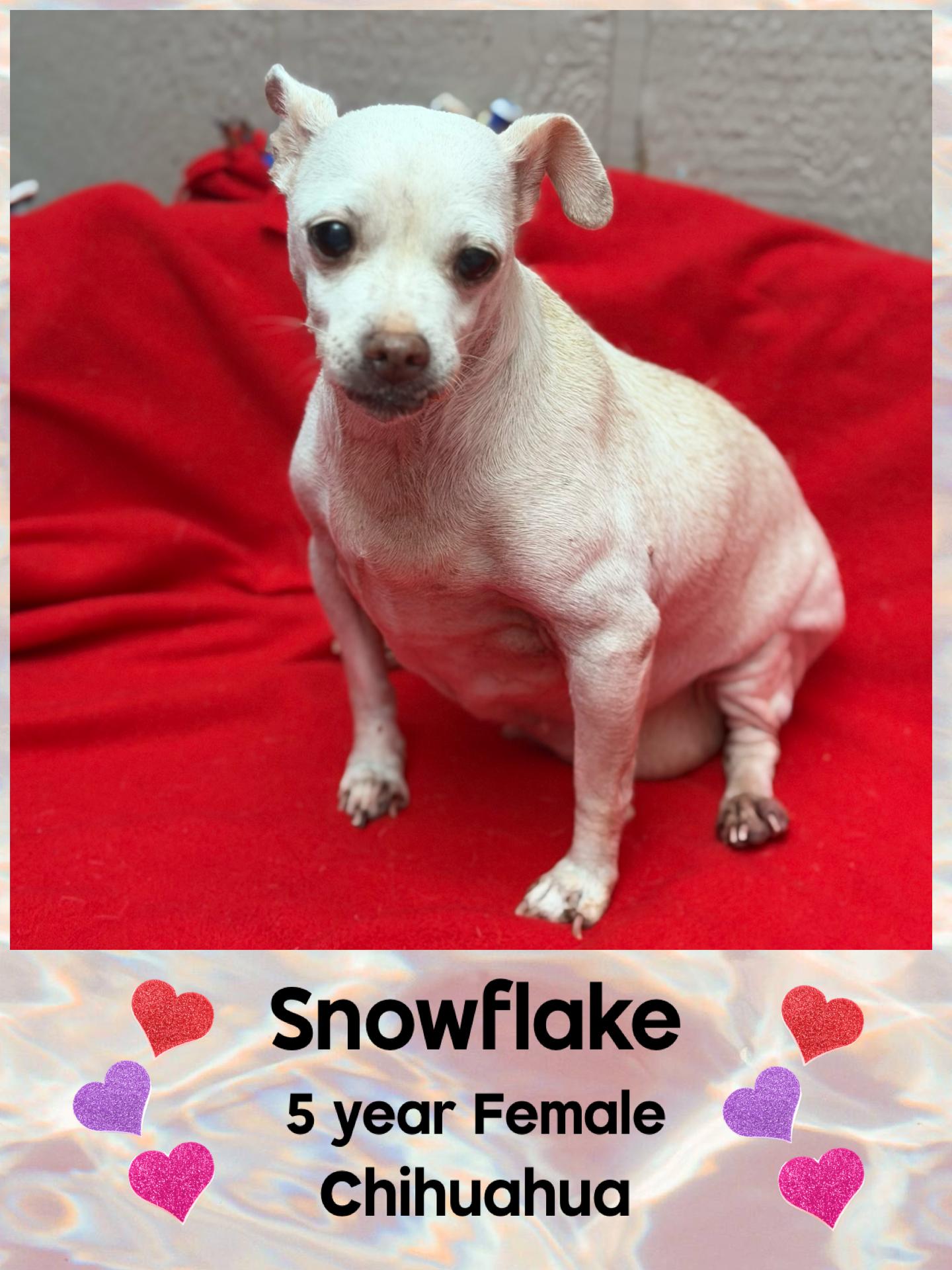 SNOWFLAKE – 5 YEAR FEMALE CHIHUAHUA@PETCO, 5011 E. RAY ROAD, PHX 85044 ON SATURDAY, DEC. 20th,  11-2, Adoptable, Adult Female Chihuahua.
