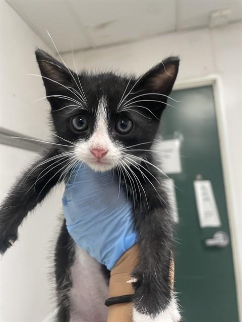 SYLVESTER, Adoptable, Young Male Domestic Short Hair.